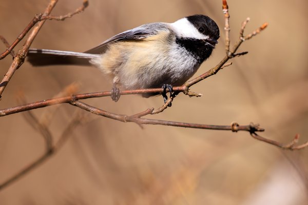 Black-capped Chickadee