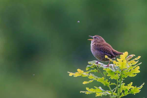 Eurasian Wren