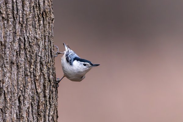 White-breasted Nuthatch