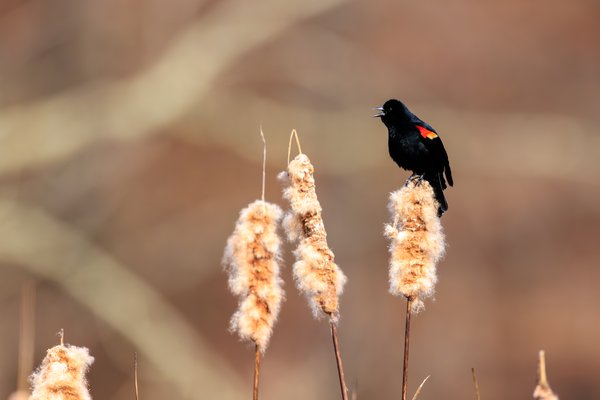 Red-winged Blackbird