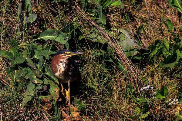 Green Heron