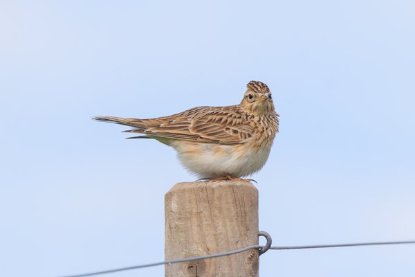 Eurasian Skylark