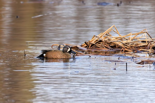 Blue-winged Teal