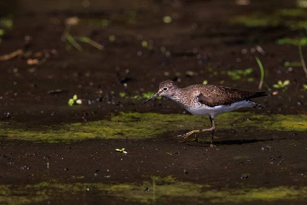 Solitary Sandpiper
