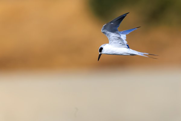 Forster's Tern