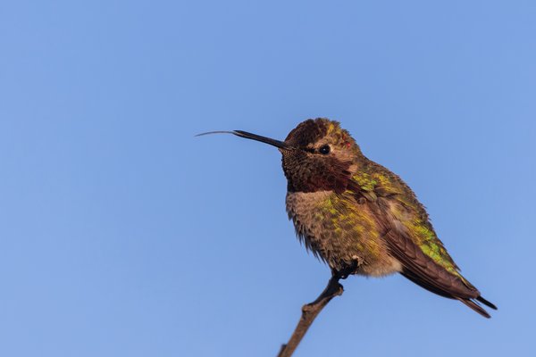 Anna's Hummingbird