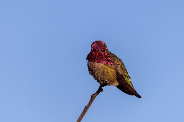Anna's Hummingbird