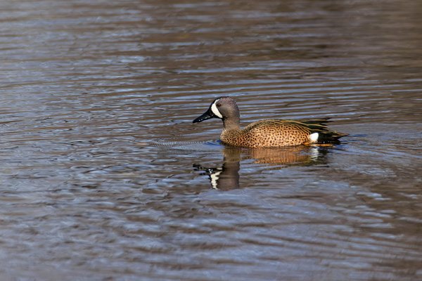 Blue-winged Teal