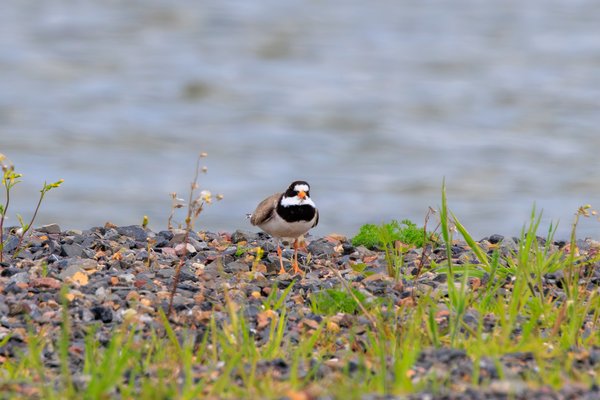 Common Ringed Plover