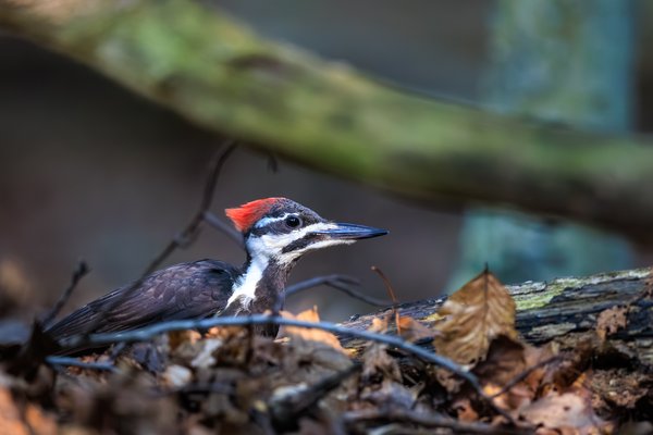 Pileated Woodpecker