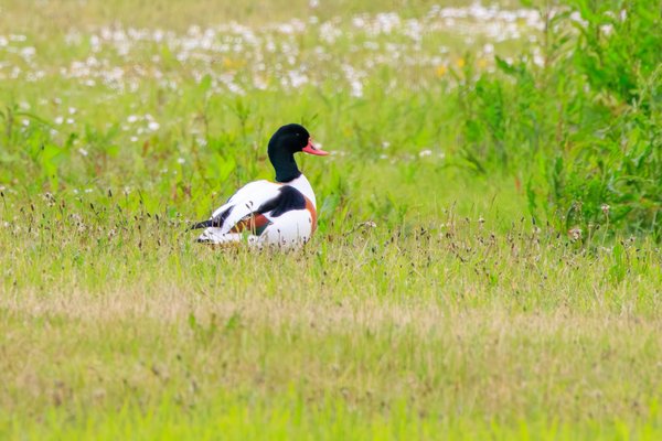 Common Shelduck