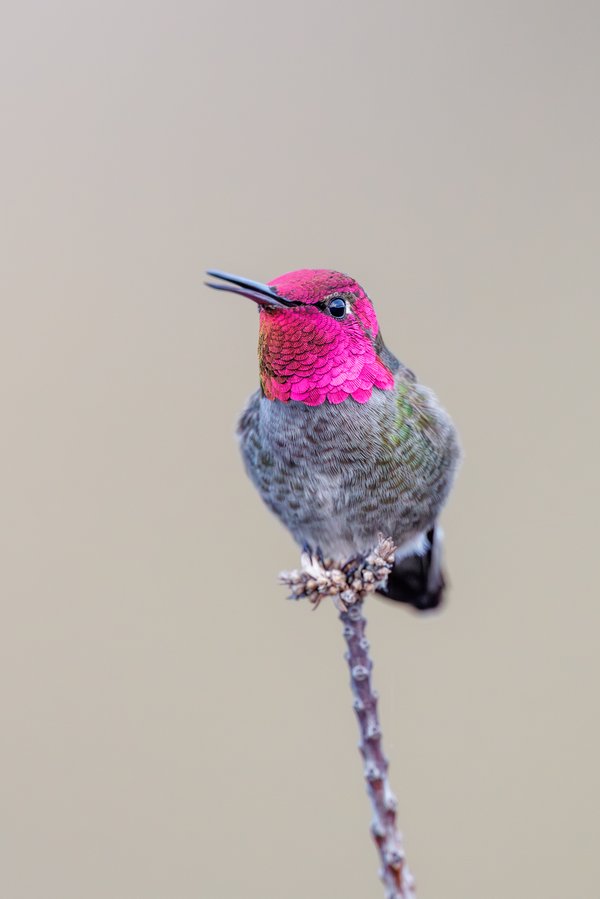 Anna's Hummingbird