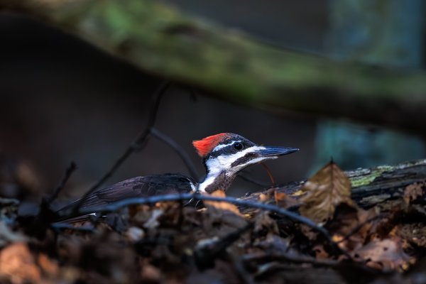 Pileated Woodpecker