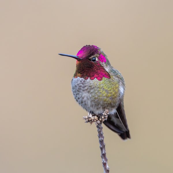 Anna's Hummingbird