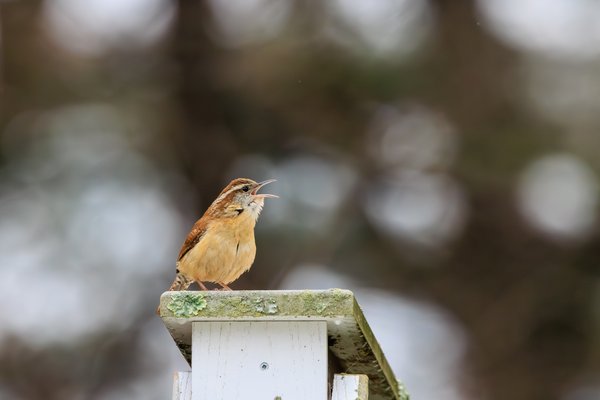 Carolina Wren