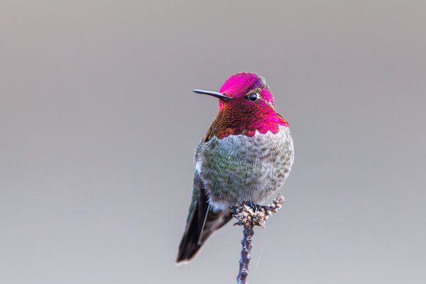 Anna's Hummingbird
