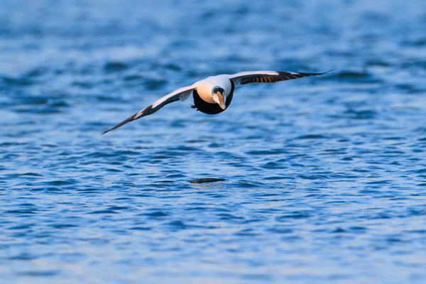 Common Eider