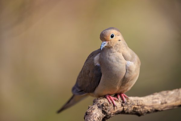 Mourning Dove