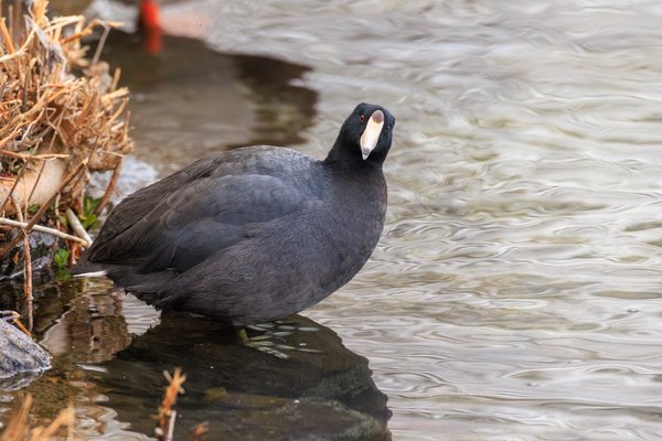 American Coot