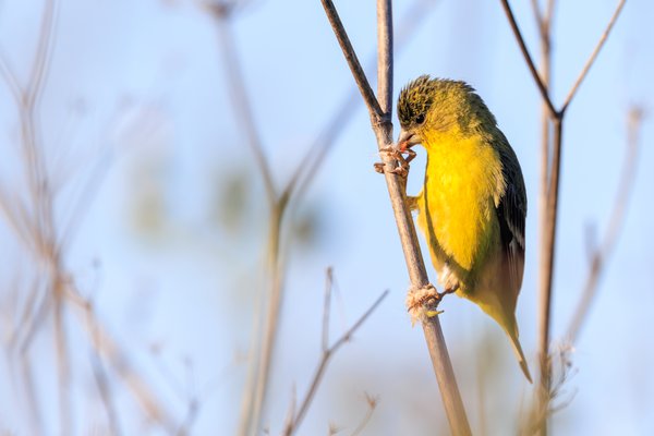Lesser Goldfinch