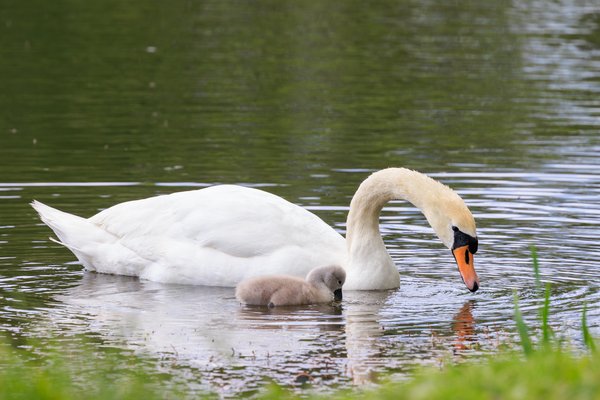 Mute Swan