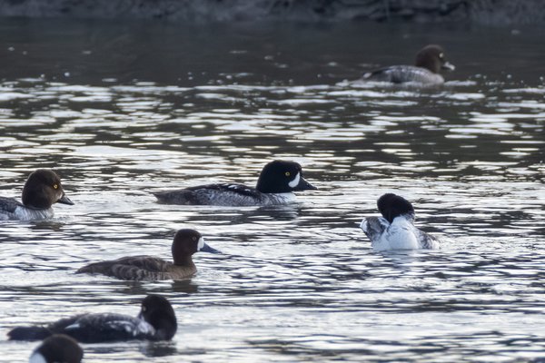 Barrow's Goldeneye