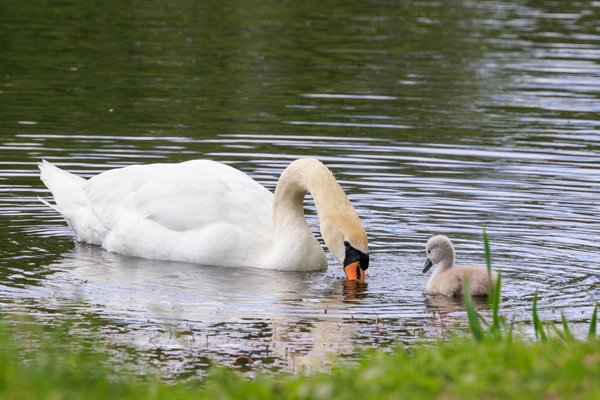 Mute Swan