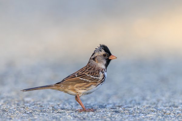 Harris's Sparrow