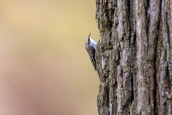 Brown Creeper