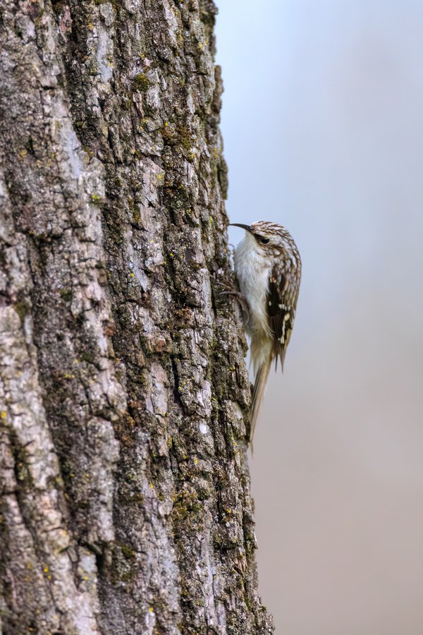 Brown Creeper