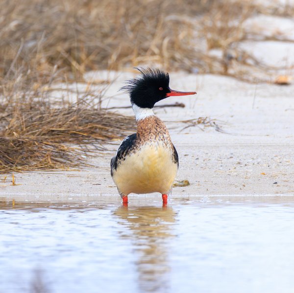 Red-breasted Merganser