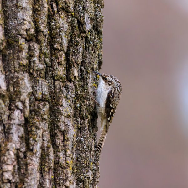 Brown Creeper