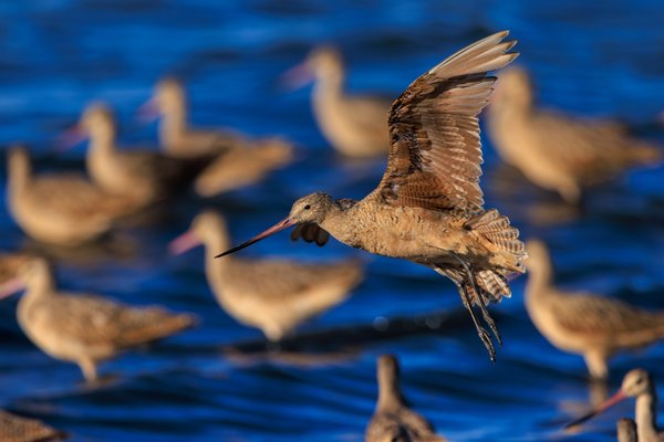 Marbled Godwit