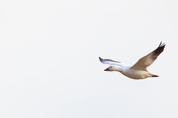 Snow Goose