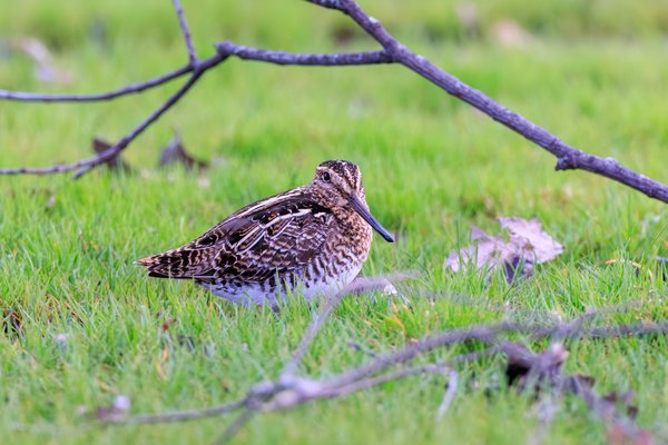 Wilson's Snipe