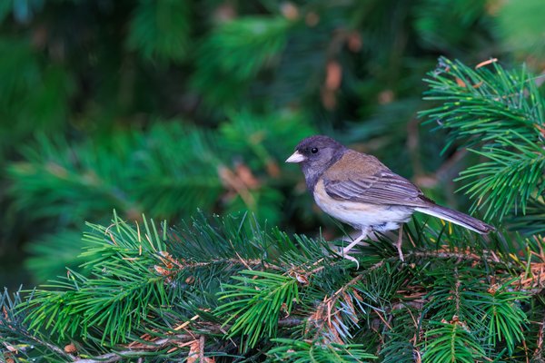 Dark-eyed Junco