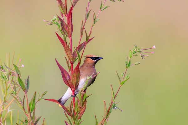 Cedar Waxwing