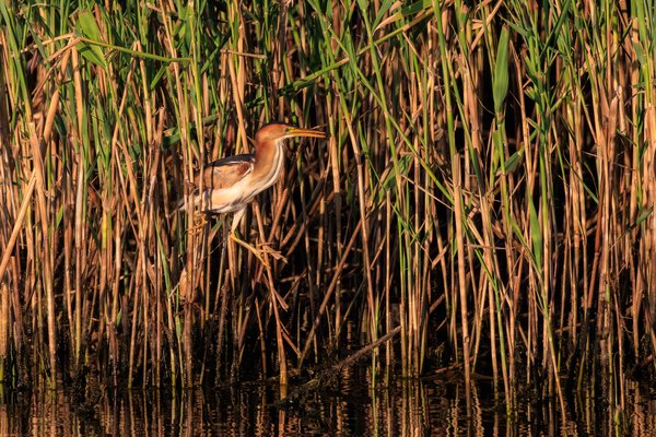 Least Bittern