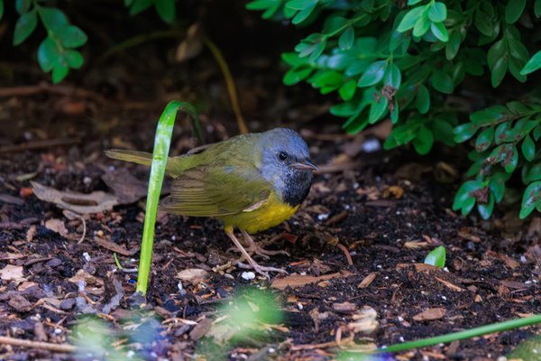 Mourning Warbler