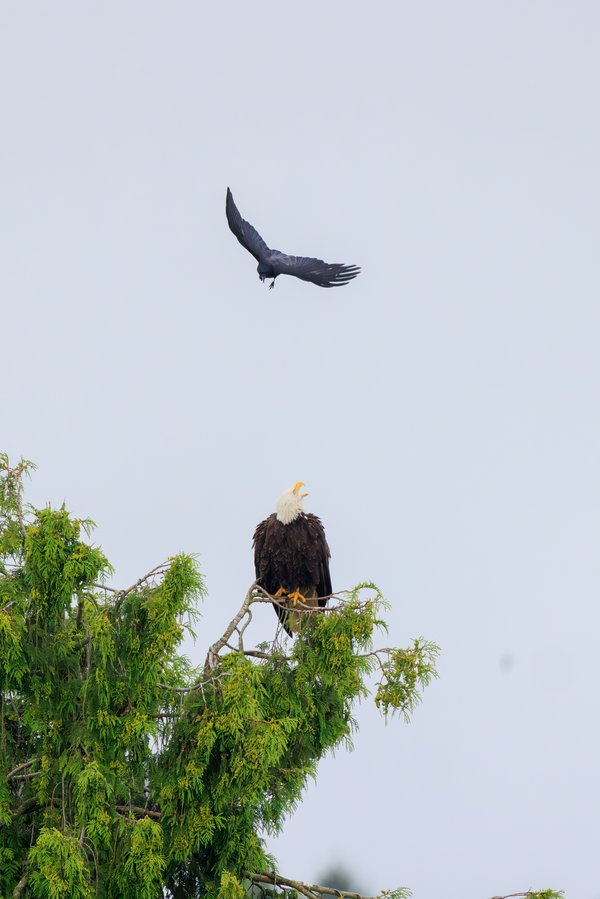 Bald Eagle