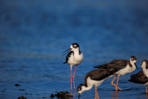Black-necked Stilt