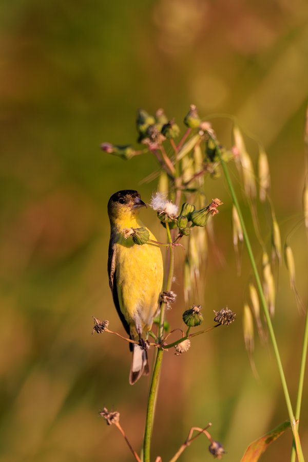 Lesser Goldfinch