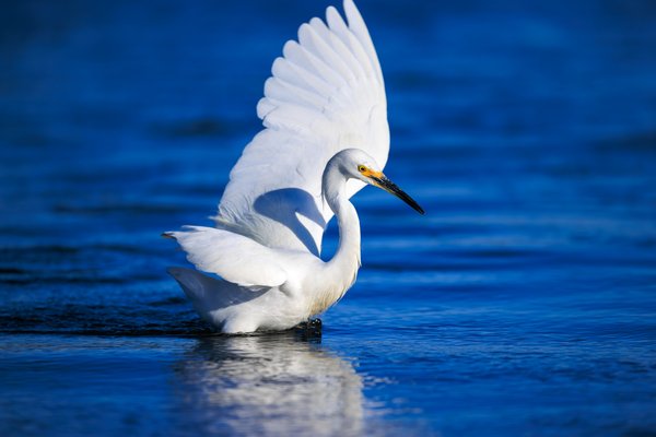 Snowy Egret