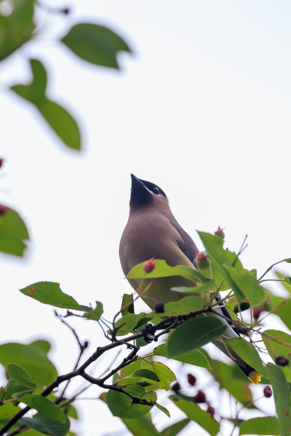 Cedar Waxwing