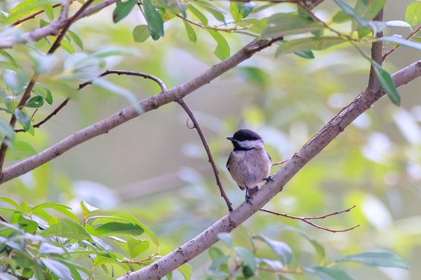 Black-capped Chickadee