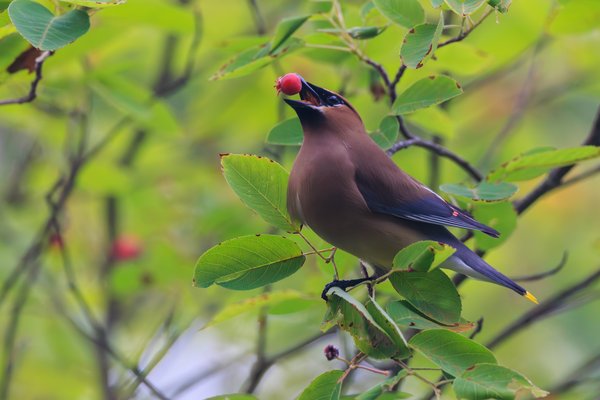 Cedar Waxwing
