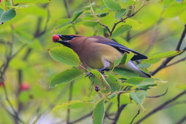 Cedar Waxwing