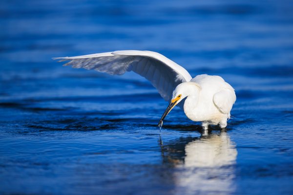 Snowy Egret