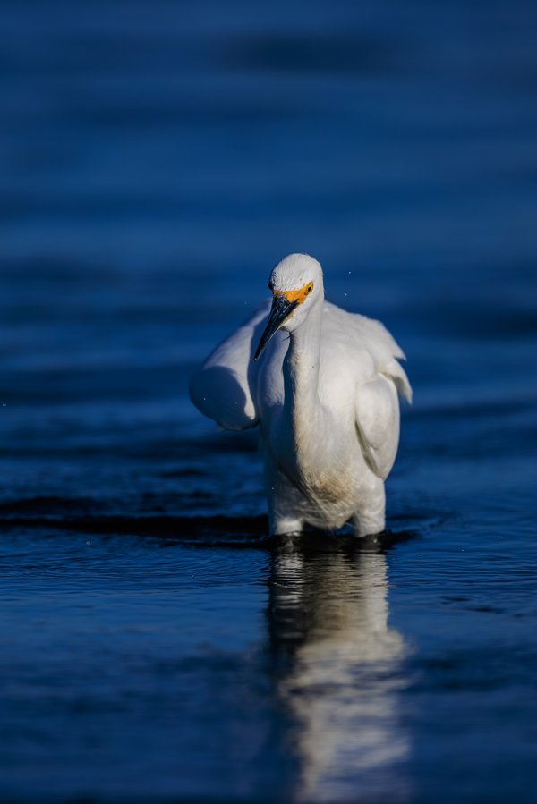 Snowy Egret