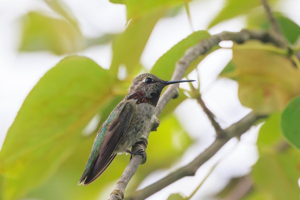 Anna's Hummingbird